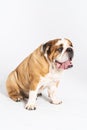 An English Bulldog is sitting with its mouth open and is isolated on white. The English Bulldog is a purebred dog with a Royalty Free Stock Photo