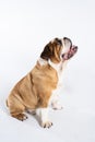 An English Bulldog is sitting with its mouth open and is isolated on white. The English Bulldog is a purebred dog with a Royalty Free Stock Photo