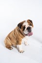 An English Bulldog is sitting with its mouth open and is isolated on white. The English Bulldog is a purebred dog with a Royalty Free Stock Photo