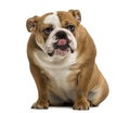 English Bulldog sitting, licking, 1 year old