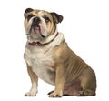 English Bulldog sitting and looking up Royalty Free Stock Photo