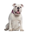 English Bulldog sitting, 7 months old, isolated Royalty Free Stock Photo