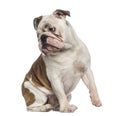 English Bulldog sitting (8 months old) Royalty Free Stock Photo