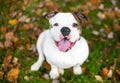 An English Bulldog sitting outdoors surrounded by autumn leaves Royalty Free Stock Photo