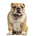 English Bulldog sitting, panting, isolated Royalty Free Stock Photo