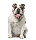 English Bulldog sitting and panting, 4 years old Royalty Free Stock Photo