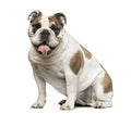 English Bulldog sitting and panting, 4 years old Royalty Free Stock Photo