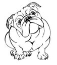 English bulldog sitting Royalty Free Stock Photo