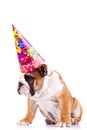 English bulldog sitting and wearing a party hat Royalty Free Stock Photo