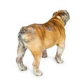 English Bulldog With Skin Rashes from Allergies