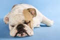 English Bulldog sleeping. Royalty Free Stock Photo