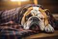 English bulldog sleeping comfortably on sofa with plentiful room for adding text or messages Royalty Free Stock Photo