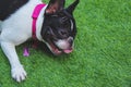 English Bulldog sleeping on green grass Royalty Free Stock Photo