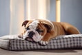 An english bulldog sleeping lying on a mattress on a clean background. Pet, Animals, Illustration, Generative AI Royalty Free Stock Photo