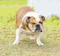 English Bulldog Royalty Free Stock Photo