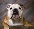 English Bulldog smiling portrait