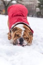 English bulldog in the snow