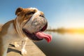 English bulldog standing on the dock Royalty Free Stock Photo