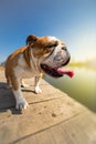 English bulldog standing on the dock Royalty Free Stock Photo