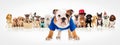 English bulldog standing in front of dogs pack Royalty Free Stock Photo