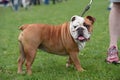English Bulldog, standing, side view Royalty Free Stock Photo