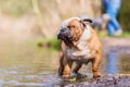 English bulldog stands in a lake Royalty Free Stock Photo