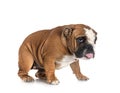 english bulldog in studio Royalty Free Stock Photo