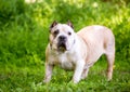 An English Bulldog with a swayback and cropped ears Royalty Free Stock Photo