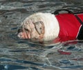 English Bulldog Swimming