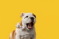 English bulldog. Thoroughbred dog on a yellow background. Copy space Royalty Free Stock Photo