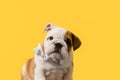 English bulldog. Thoroughbred dog on a yellow background. Copy space Royalty Free Stock Photo