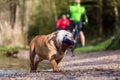 English bulldog with a treat bag in the snout