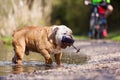 English bulldog with a treat bag in the snout