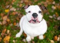 A English Bulldog with an underbite, surrounded by autumn leaves Royalty Free Stock Photo