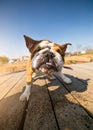 English Bulldog on vacation shaking Royalty Free Stock Photo