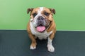 English bulldog at the vet at the reception Royalty Free Stock Photo