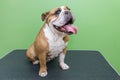 English bulldog at the vet at the reception Royalty Free Stock Photo