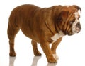 English bulldog walking Royalty Free Stock Photo