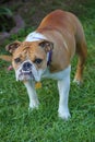 An english bulldog walking in green grass