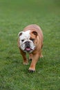 English Bulldog, walking towards the camera Royalty Free Stock Photo