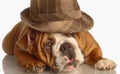 English bulldog wearing fedora Royalty Free Stock Photo