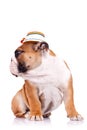 English bulldog wearing a traditional hat Royalty Free Stock Photo