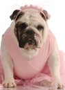 English bulldog wearing a tutu Royalty Free Stock Photo