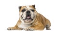 English Bulldog (5 years old) Royalty Free Stock Photo