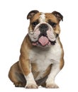 English Bulldog, 5 years old, sitting against white background Royalty Free Stock Photo