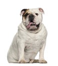 English Bulldog, 6 years old, sitting against white background Royalty Free Stock Photo