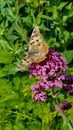 English Butterfly in a cornish garden , Uk Royalty Free Stock Photo