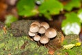 Mushroom on tree trunk. Group of Mycena Mushrooms in the forest.