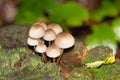 Mushroom on tree trunk. Group of Mycena Mushrooms in the forest.