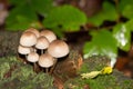 Mushroom on tree trunk. Group of Mycena Mushrooms in the forest.